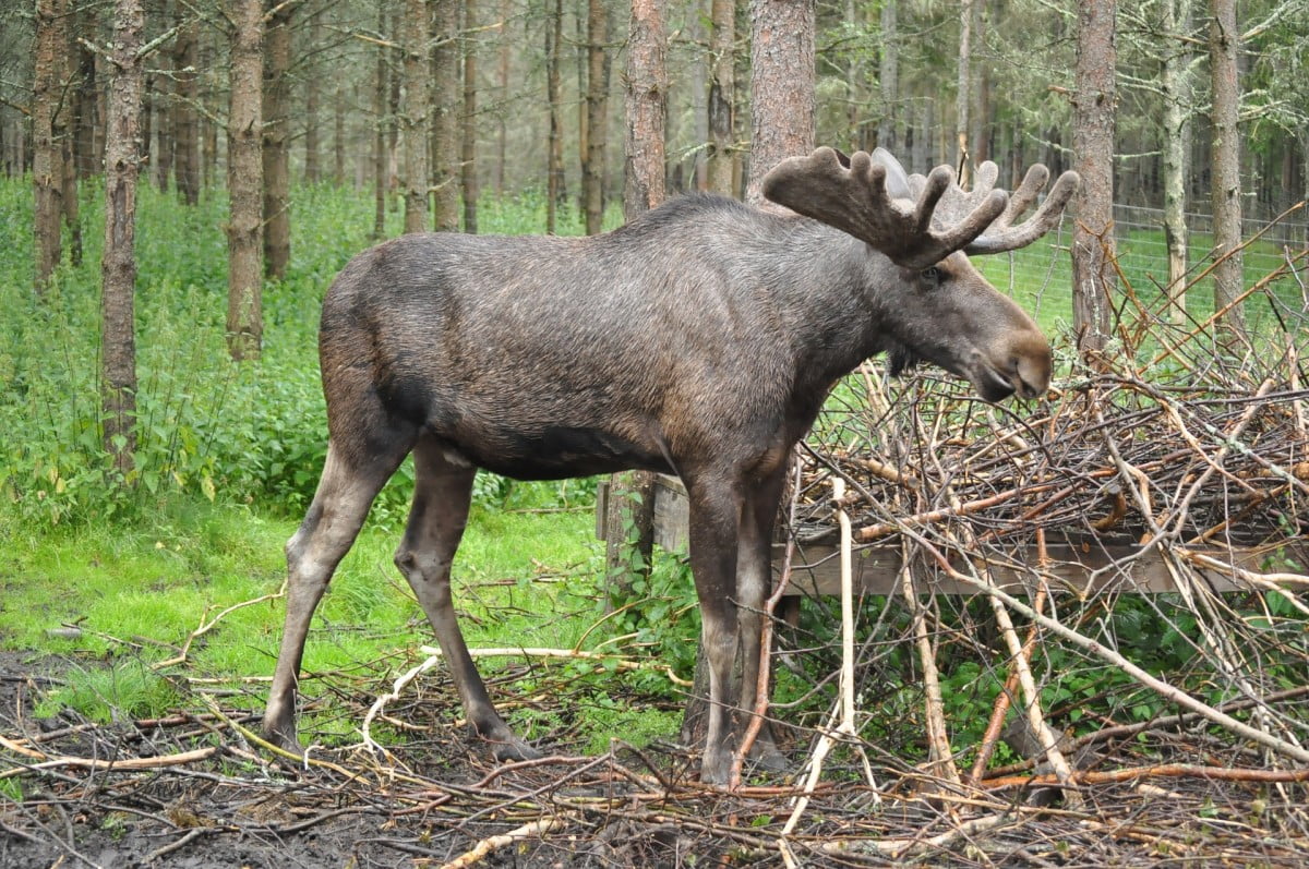 hyr-stuga-alg-natur-fiske-golf-dalsland